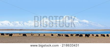 Gurla Mandhata Mount And Herd Of Yaks In Tibet, China