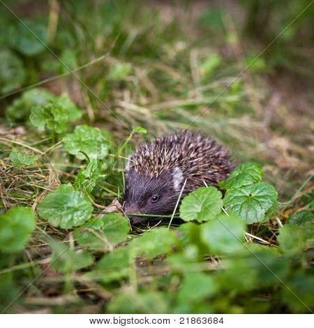 Zlato, Ježek západní (Erinaceus europaeus) popotahování v trávě, zkoumání přirozeného světa