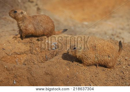 Very cute black tailed prairie dog, Cynomys ludovicianus.