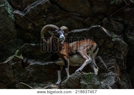 the mouflon (Ovis musimon) in Merlet Animal Park. Chamonix France