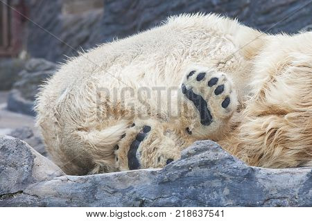 Close-up of black foots of sleeping polarbear in Prague