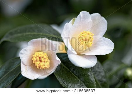 Blossoms of white camellia japonica L. 'Kazami-Guruma(Kanto)'