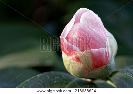 Pink camellia bud - Camellia japonica L. Duchesse Decazes Theaceae