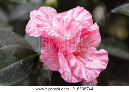 Close up of a Pink Camellia  japonica L. Kick Off T'heaceae