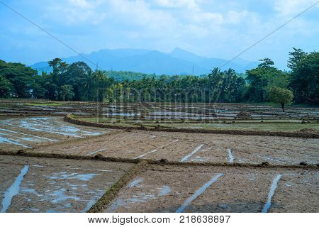 Paddy fields with crops of rice in Sri Lanka with palms and sky background