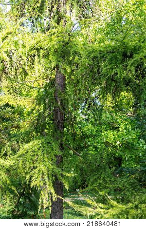 European Larch (larix Decidua)