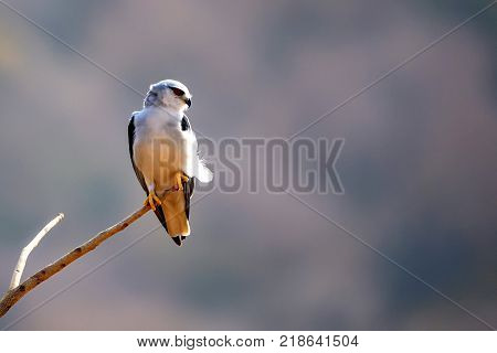 Black-winged kite or Elanus caeruleus perched on branch in Ranthambore national park, India