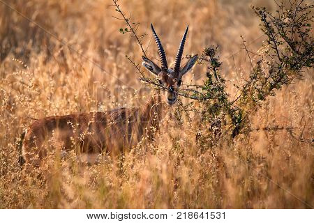 Indian Gazelle or Chinkara, Gazella bennettii in Ranthambore National Park, Rajasthan, India