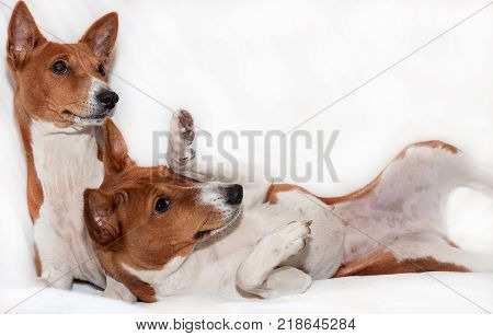 red-haired, African non-fading dog basenji on a white background chinese new year 2018