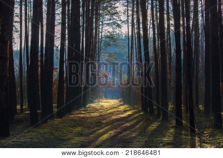 View of the rural path and pole at forest in the autumn day
