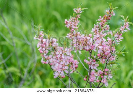 Wallpaper with blossoming of dwarf Russian almond or Prunus tenella in spring