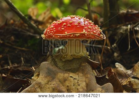 Toadstools in the grass at spruce soil