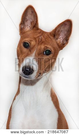red-haired, African non-fading dog basenji on a white background chinese new year 2018