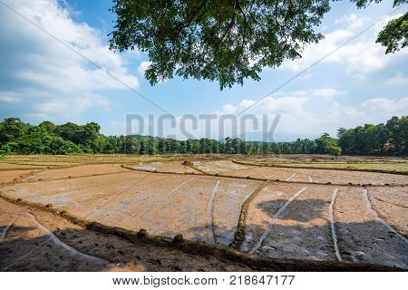 Close-up photograph of paddy fields with crops of rice in Sri Lanka