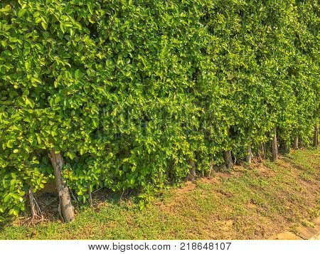 Ficus annulata bush wall near the road