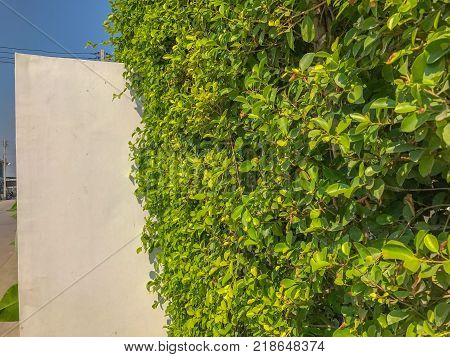 Ficus annulata bush wall near the road