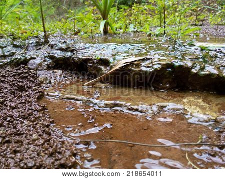wet soil flows water and grows some tropical plants after rain