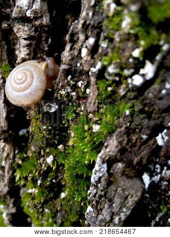 small snails ( Achatina fulica ) crawling on old trees