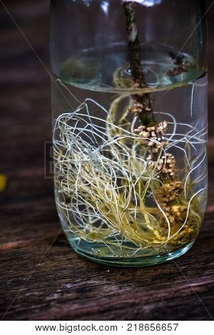 Root Of Geranium Aralia Or Polyscias Guilfoylei Growth In Water. This Decorative Indoor Plant Could 