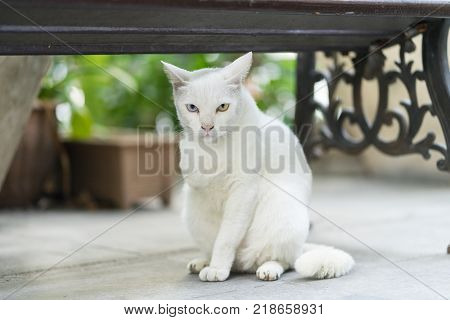 a street withe cat with three legs and two color eyes