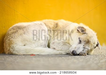 a street white dog is sleeping in a cold day