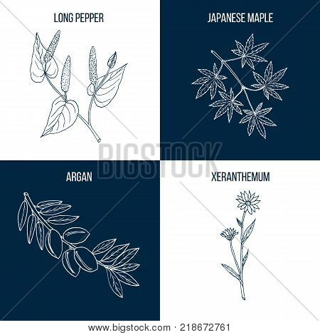 Set of four hand drawn eatable and medicinal plants Vector illustration