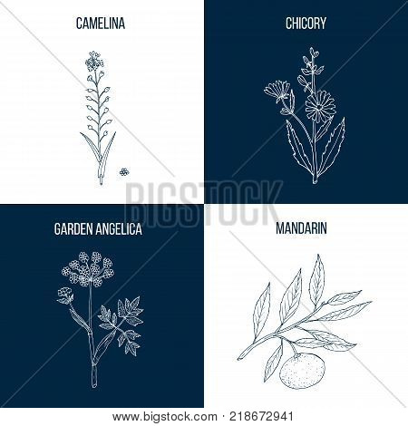 Set of four hand drawn eatable and medicinal plants, camelina, chicory, garden angelica, mandarin