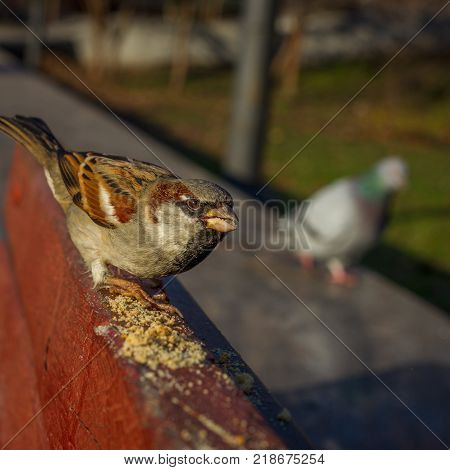 Eurasian Tree Sparrow or Passer montanus. Common bird isolated standing on red board. True sparrows, Old World sparrows