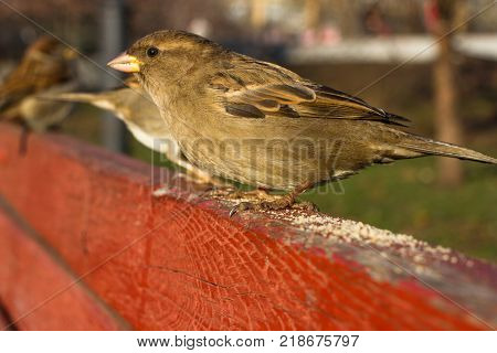 Eurasian Tree Sparrow or Passer montanus. Common bird isolated standing on red board. True sparrows, Old World sparrows