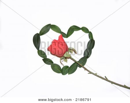 L'amore con una rosa