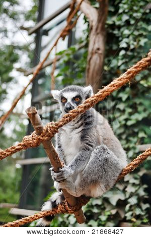 Søde Lemur