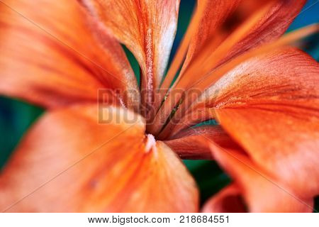 Macro orange lilly flower background free space soft focus. Blooming lily flower copy space.