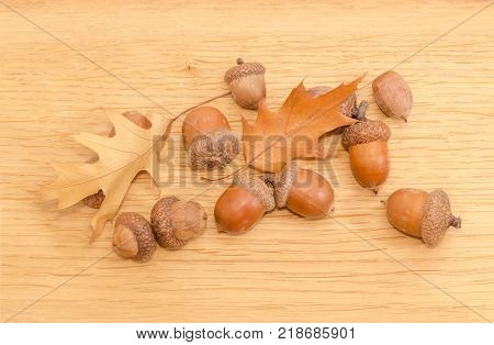 Several ripe acorns some of which in their cuplike cupules and two autumn oak leaves on a surface of oak planks