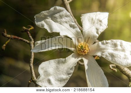 Flower white Magnolia flowering. Background of flowers. Spring flower.