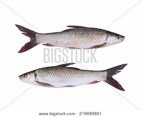 Seven-striped barb or Julian's golden carp of freshwater fish isolated on white background and have clipping paths.