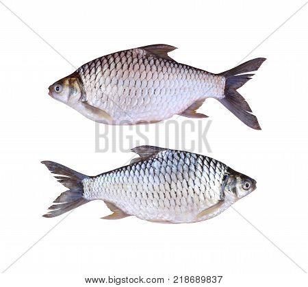 Java barb or Silver barb of freshwater fish isolated on white background and have clipping paths.