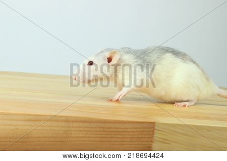 Cute White Rat On Wooden Table. White Rat. Cute Little Mouse on The Floor. Zoophobia, Pets, Rodents Concept. Rat Scare.