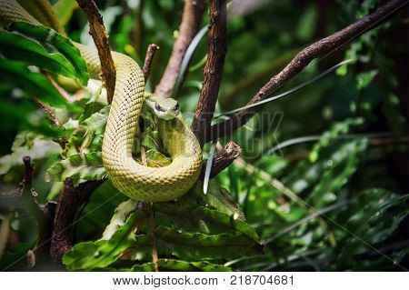 Baron's green racer (Philodryas baroni) on a tree