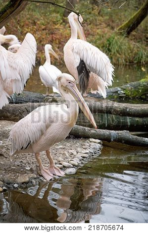 Great white pelicans (Pelecanus onocrotalus) also known as the eastern white pelican rosy pelican or white pelican