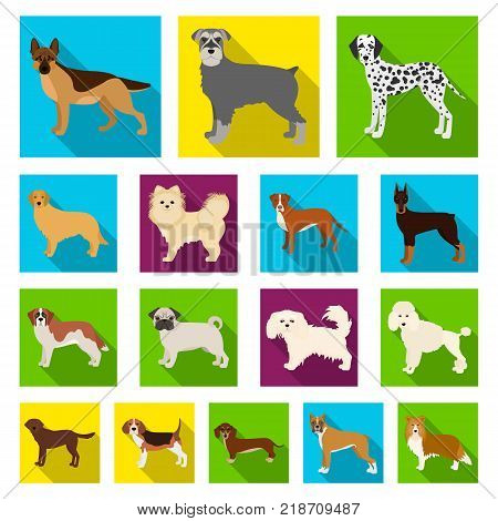 Dog breeds flat icons in set collection for design.Dog pet vector symbol stock  illustration.