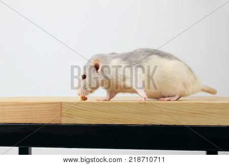 Cute White Rat On Wooden Table. White Rat. Cute Little Mouse on The Floor. Zoophobia, Pets, Rodents Concept. Rat Scare. Rat sitting on the wooden table and eating bread.