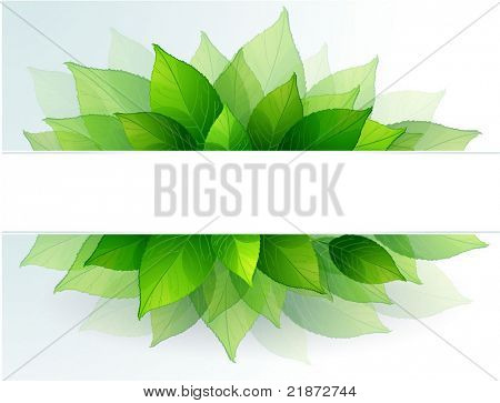 Friss zöld levelek vector háttér.
