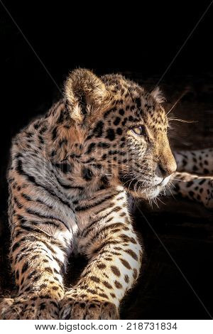 A young Leopard cub sits in the shade watching for movement in the early morning.
