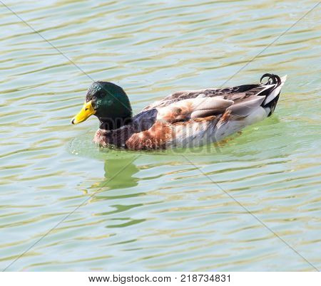 duck on the lake in the nature .