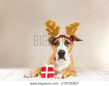 Young staffordshire terrier dog in christmas reindeer horns hat with cute little red present. Funny pitbull puppy poses close up in minimalistic bedroom indoor background with a surprise new year gift