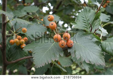 Orange fruits and leafage of whitebeam tree