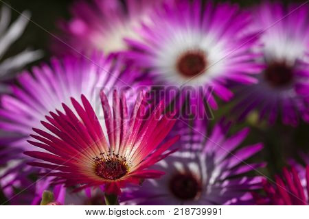 Dorotea-flowers in closeup, macro. Green, dark background.