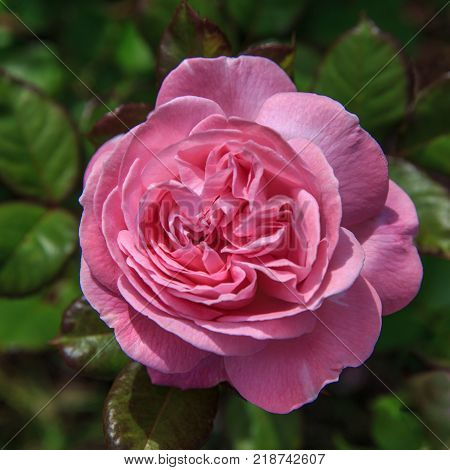 Beautiful light pink nostalgic rose in a garden. Floribunda rose Rosengrafin Marie Henriette. Kordes
