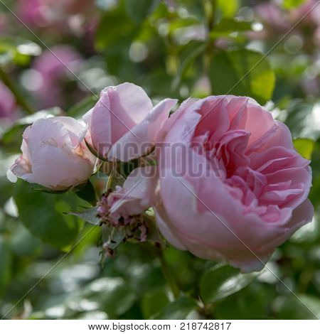 Beautiful light pink nostalgic rose in a garden. Modern Shrub rose Cinderella. Kordes
