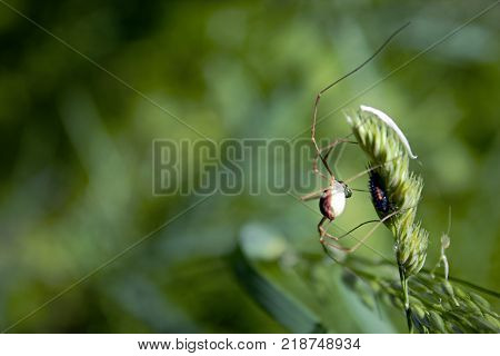 Spider on a plant with a bug